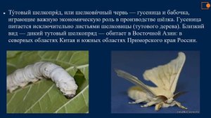 Шелковичный червь. Тутовник. Природоведение