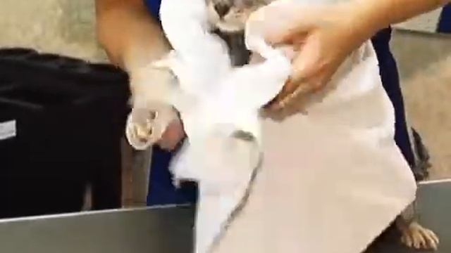 Лапы и хвост 10 11 2013 смотреть онлайн