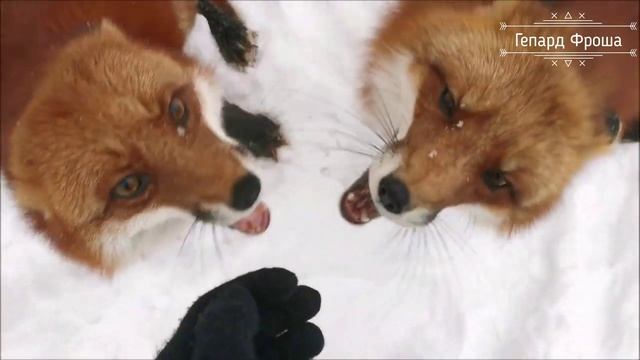 Жизнь лисьего прайда!