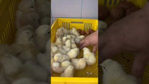 Маран Пшеничный выемка