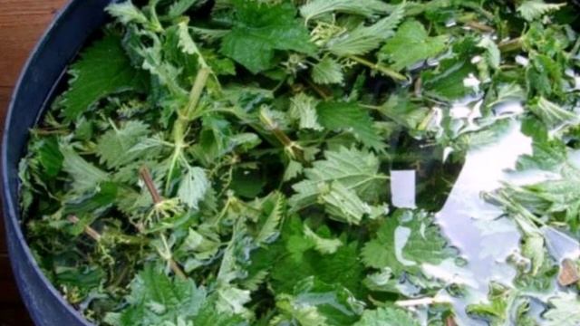Как сделать Зеленое удобрение из крапивы