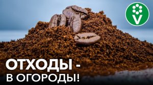 ПОЧЕМУ НЕ СТОИТ ВЫБРАСЫВАТЬ СПИТОЙ ЧАЙ И КОФЕ? Используем ВМЕСТО ХИМИИ в саду и огороде!