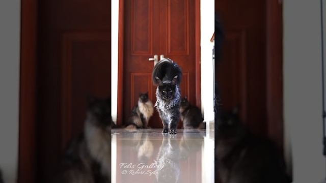 Смешные животные
