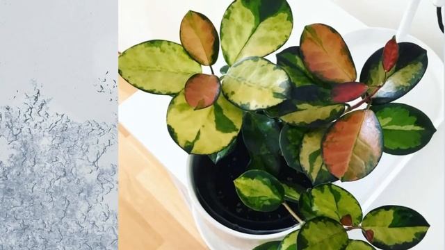 THE HOYA SHOW - EPISODE 3 - HOYA AUSTRALIS 'LISA' смотреть онлайн