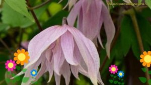 Клематис гибридный Пинк Дрим. Краткий обзор, описание характеристик clematis Pink Dream