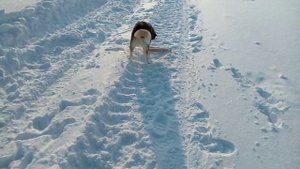 На прогулке с четвероногим другом