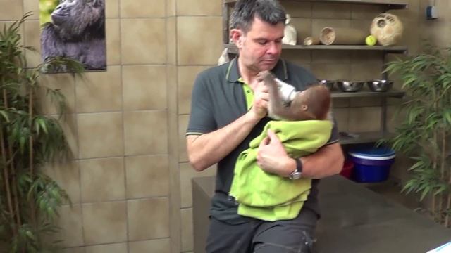 Детеныш обезьяны в берлинском зоопарке смотреть онлайн