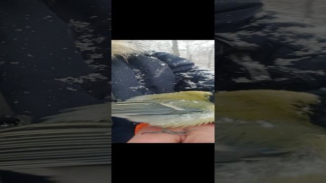 Ещё про синицу
