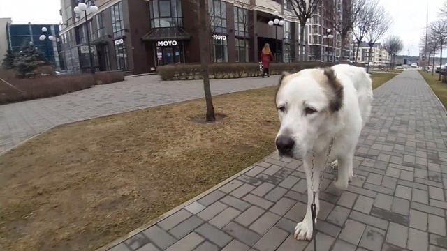 10.03.23 Алабай Булат гуляет по городу смотреть онлайн