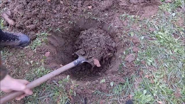 Как посадить ель. Посадка ели на участке. Или как правильно посадить ель чтобы ель прижилась смотреть онлайн