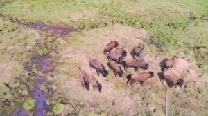 Аэросъемка бизонов в Плейстоценовом парке.