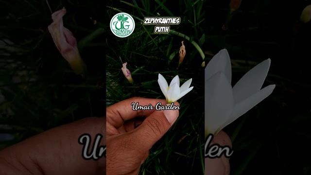 Zephyranthes "Putih" / "Candida"