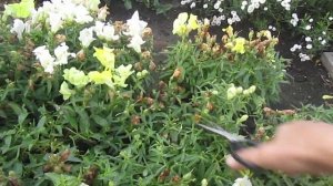 Львиный  зев  , стоит посмотреть . В гостях у Елены !