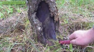 Как лечить рак яблони - Часть 2.mp4