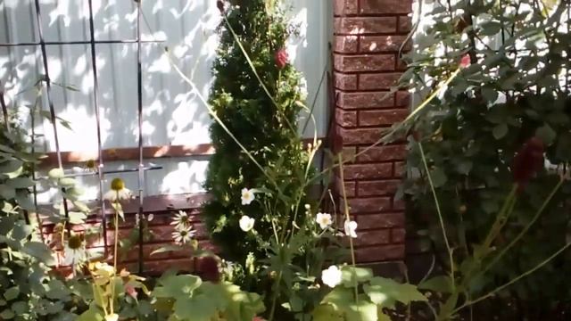 Безвременник (Colchicum),кровохлебка (Sanguisorba) ,астра новобельгийская #осенние цветы #мойсад19 смотреть онлайн