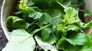 Тля. Откуда берется, как бороться