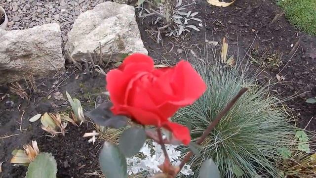 Укрыли розы укрыли гортензии Обзор дачи после морозов и снега смотреть онлайн