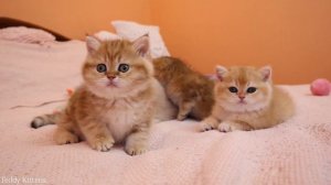 Kitten Disrupts Sibling Sleep - The Cutest Interruption Ever Recorded