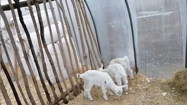 Продолжаем обустраивать участок и борьба с кленом смотреть онлайн