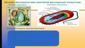 Вирустар, Бактериялар, Саңырауқұлақтар