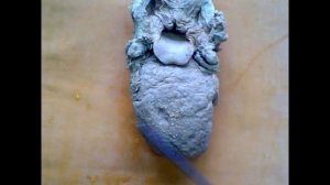 Ротовая полость. Губы, десна, щеки, дно полости рта. Твердое и мягкое нёбо. Язык. Слюнные железы