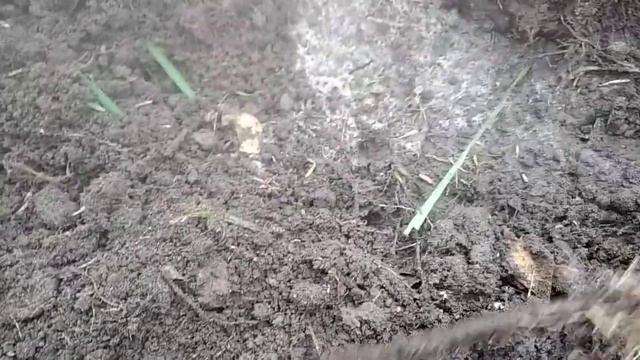 Осенняя высадка саженца смородины сорта Голубка