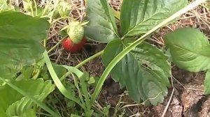 Ранняя клубника "Юния смайдс" // Секреты хороших урожаев.