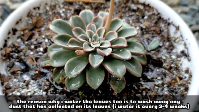 149 ECHEVERIA FANTASTIC FOUNTAIN SUCCULENT CARE GUIDE || Succulent Care Tips 다육식물 多肉植物 Suculentas смотреть онлайн