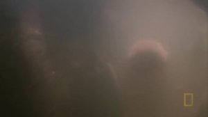 Самые опасные животные. Южная Америка