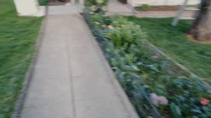 Цветение тюльпанов. Дача в апреле.