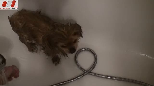 My dog "Queen Lear" bath time. Моя собака "Королева Лира" принимает ванную by Russian Austria смотреть онлайн