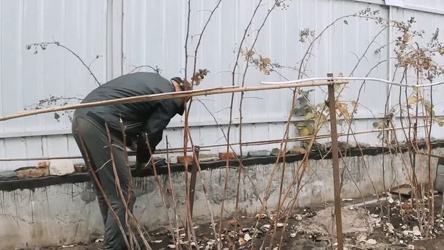 Обрезка ремонтантной малины осенью, варианты обрезки