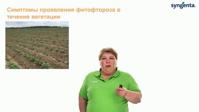 Фитофтороз — опасная болезнь картофеля!