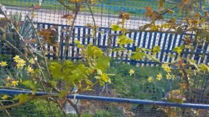 Что такое " ГОРИЗОНТАЛИТЬ" ПЛЕТИСТУЮ РОЗУ ? ?покажу на примере моих Остинок! ?4 04.23 год