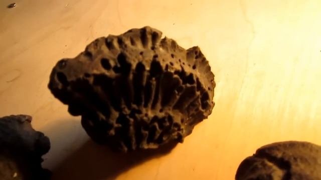 Аммониты, белемниты, брахиоподы мезозоя, зуб мамонта