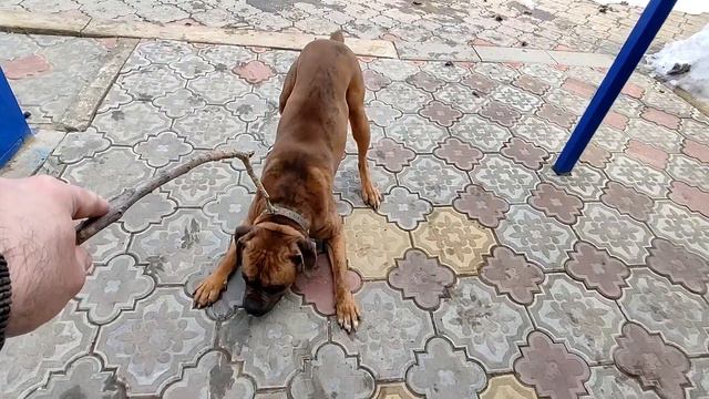 Немецкий боксер собака и палка. German boxer dog and stick. смотреть онлайн