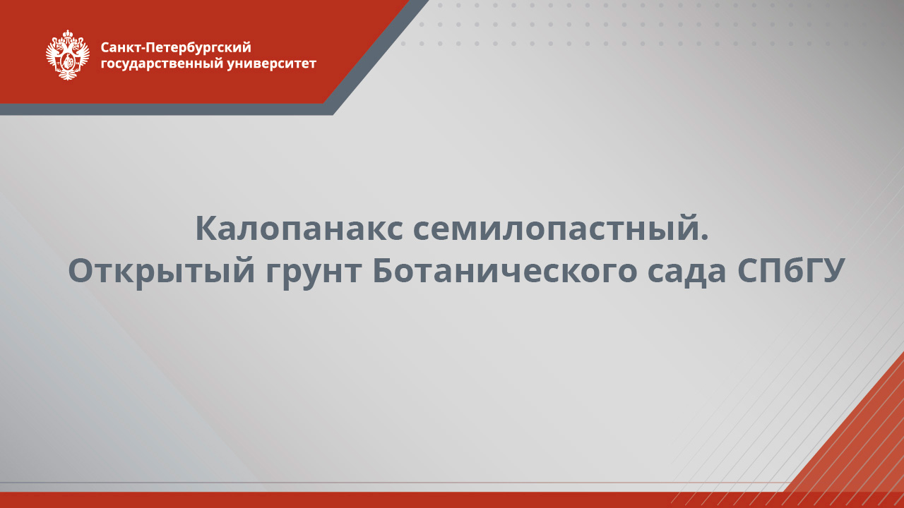 Калопанакс семилопастный  открытый грунт Ботанического сада СПбГУ