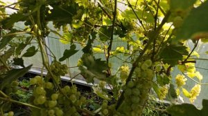 Сбор урожая в теплице 04 сентября 2022 г.