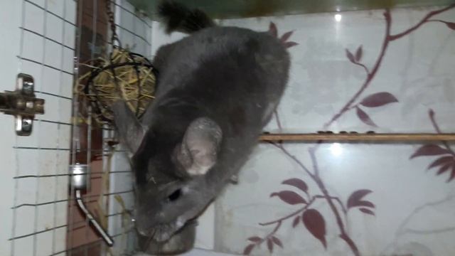 Спаривание Шиншилл! Что нужно делать в этот период! Pairing Chinchillas! What To Do In This Period!