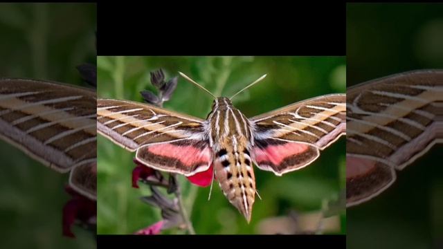 19.Гармония цвета.Цветовые сочетания и контрасты в природе.Самые ужасные бабочки.Мертвая голова. смотреть онлайн
