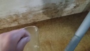 Подращивание малька клариевого сома, день 1. Кормление артемией