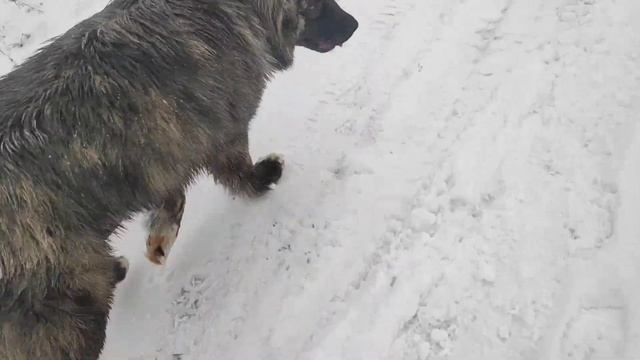 Кавказская овчарка катает детей смотреть онлайн