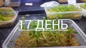 Кориандр/Кинза микрозелень