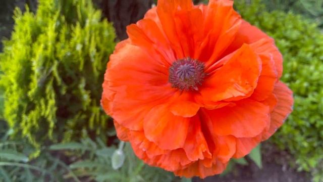 Мои цветущие маки ?? Buongiorno E mostra anche come sono sbocciati i papaveri nel mio giardino смотреть онлайн