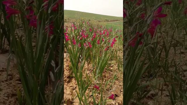 #photography #flower #nature #explore #mobilephotography #beautiful #landscapephotography смотреть онлайн