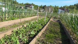 Шпалера на горох