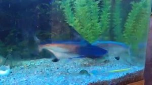 Сом Пангасиус. Сомовидная акула