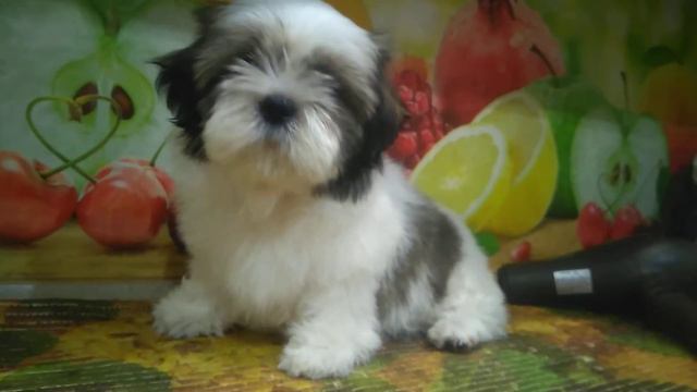 ДЕВОЧКА ШИТЦУ-КУКОЛКА для ЛУЧШИХ РОДИТЕЛЕЙ, смотреть онлайн