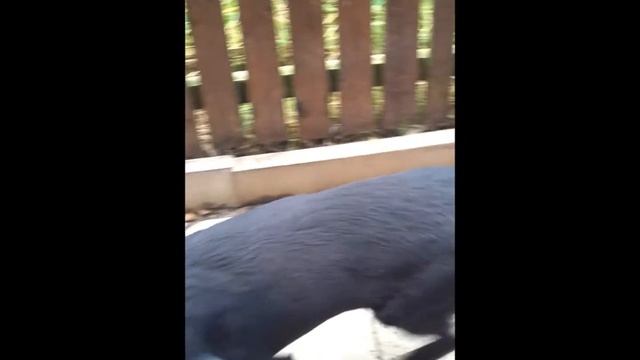 Introducing my dogs смотреть онлайн