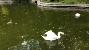 Лебеди в _Нижней Ореанде_.mp4